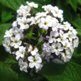 Heliotrope White P68helwhi - Garden Express Australia