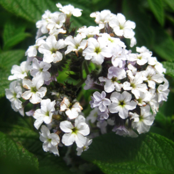 Heliotrope White Heliotrope White