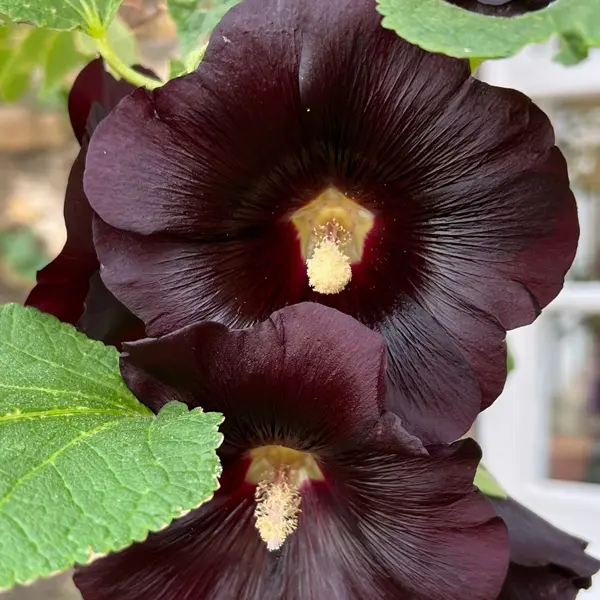 Hollyhock The Watchman Hollyhock The Watchman