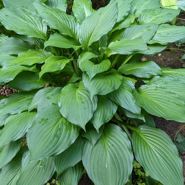Hosta Royal Standard Hosta Royal Standard