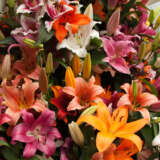 What Is A Lilium And How Is It Different From A Lily? What Is A Lilium And How Is It Different From A Lily?