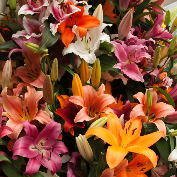 What Is A Lilium And How Is It Different From A Lily? What Is A Lilium And How Is It Different From A Lily?