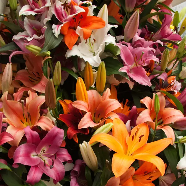 What Is A Lilium And How Is It Different From A Lily? What Is A Lilium And How Is It Different From A Lily?