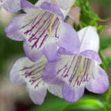 Penstemon Lilac Moon P68penlmo - Garden Express Australia