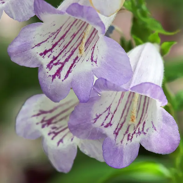 Penstemon Lilac Moon Penstemon Lilac Moon