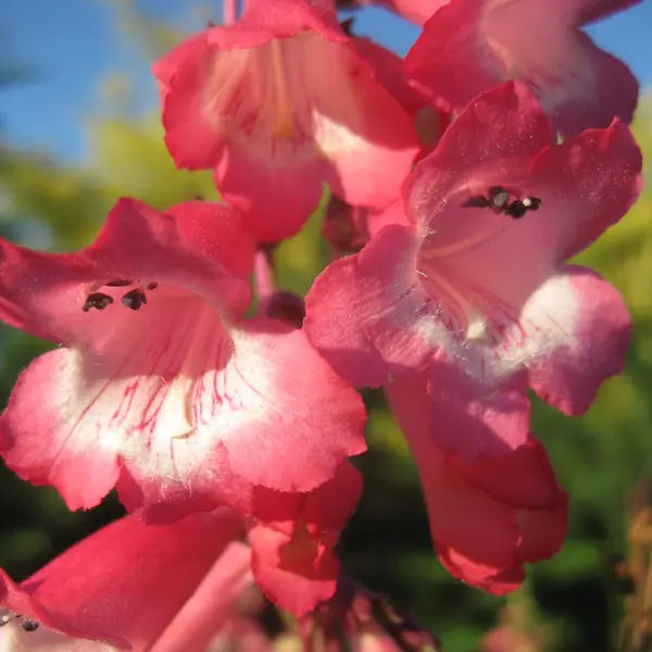 Penstemon Pink Cloud Penstemon Pink Cloud
