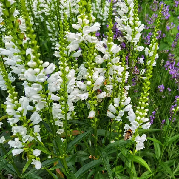Physostegia Alba Physostegia Alba