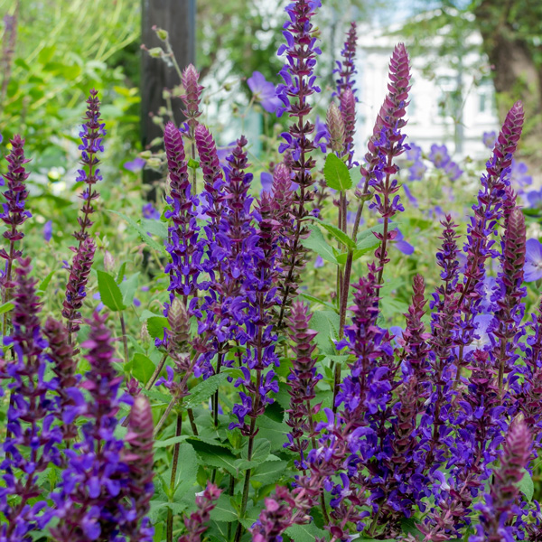 Salvia Salvatore Blue
