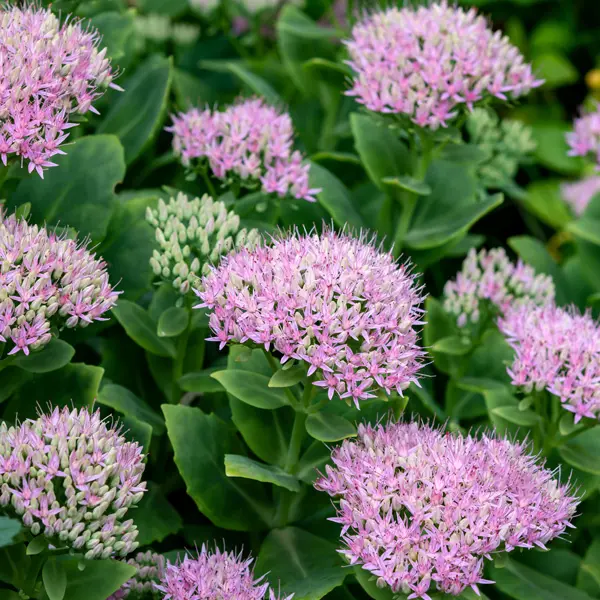Sedum Spectabile Sedum Spectabile