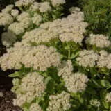 Sedum Stardust P68sedstd - Garden Express Australia