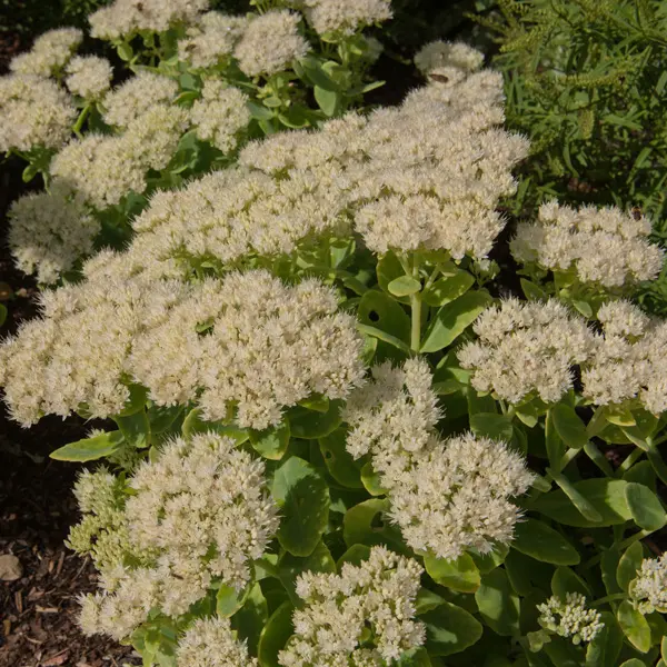 Sedum Stardust Sedum Stardust