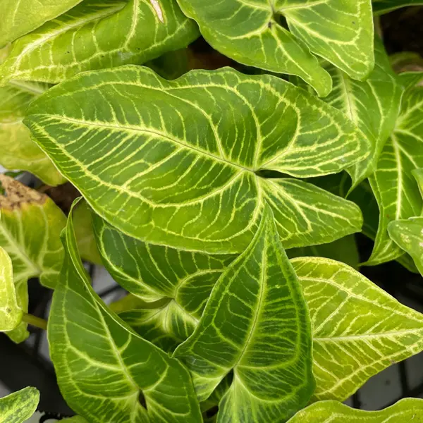 Syngonium Noak Syngonium Noak