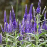 Veronica Blue Bouquet P68verbbo - Garden Express Australia