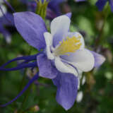Aquilegia Earlybird Blue And White Aquilegia Earlybird Blue And White