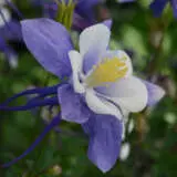 Aquilegia Earlybird Blue And White Aquilegia Earlybird Blue And White