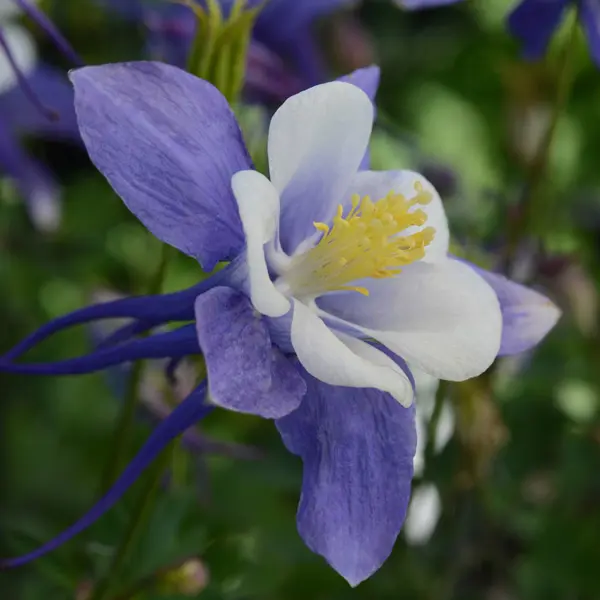 Aquilegia Earlybird Blue And White Aquilegia Earlybird Blue And White