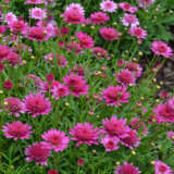 Argyranthemum Madeira Pink Crest Argyranthemum Madeira Pink Crest
