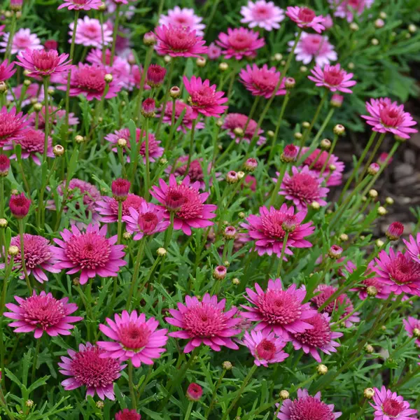 Argyranthemum Madeira Pink Crest Argyranthemum Madeira Pink Crest