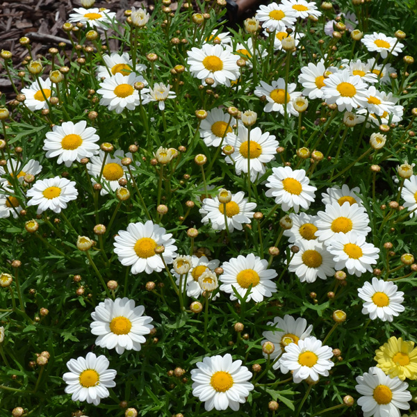 Argyranthemum Madeira Single White Argyranthemum Madeira Single White