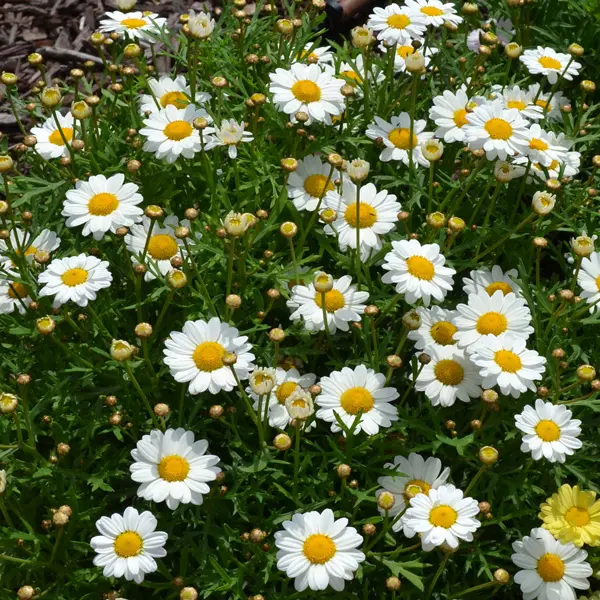 Argyranthemum Madeira Single White Argyranthemum Madeira Single White