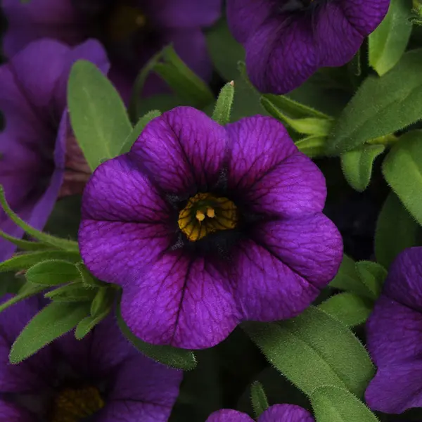 Calibrachoa Minifamous Royal Blue
