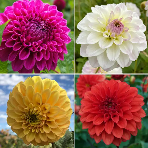 Dahlia Ball Collection 2 Dahlia Ball Collection 2