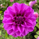 Dahlia Blue Bird Dahlia Blue Bird