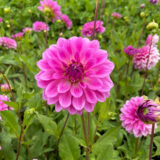 Dahlia Grace 2026 Pkdahgra - Garden Express Australia