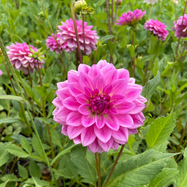 Dahlia Grace