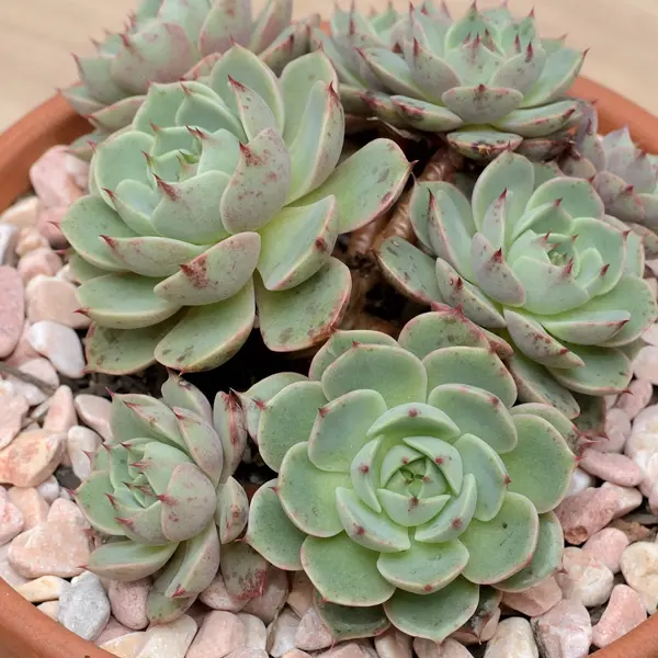 Echeveria Cosmo Starter Plant Echeveria Cosmo Starter Plant