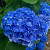 Hydrangea Altona Hydrangea Altona