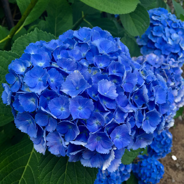 Hydrangea Altona Hydrangea Altona