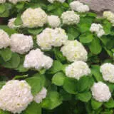 Hydrangea Le Cygne P75hydlcy - Garden Express Australia