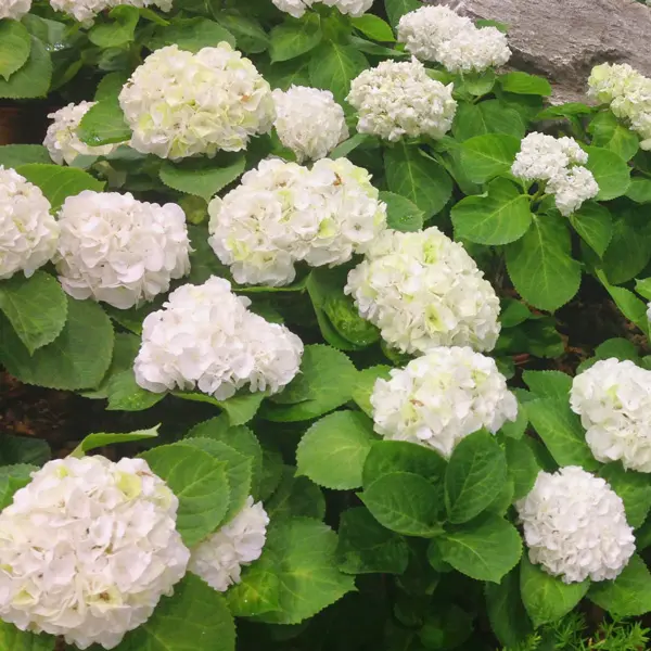 Hydrangea Le Cygne 50mm Hydrangea Le Cygne 50mm