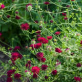 Knautia Egyptian Rose Knautia Egyptian Rose