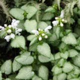 Lamium White Nancy Lamium White Nancy