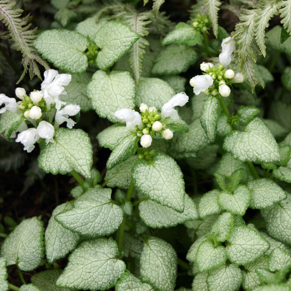 Lamium White Nancy Lamium White Nancy
