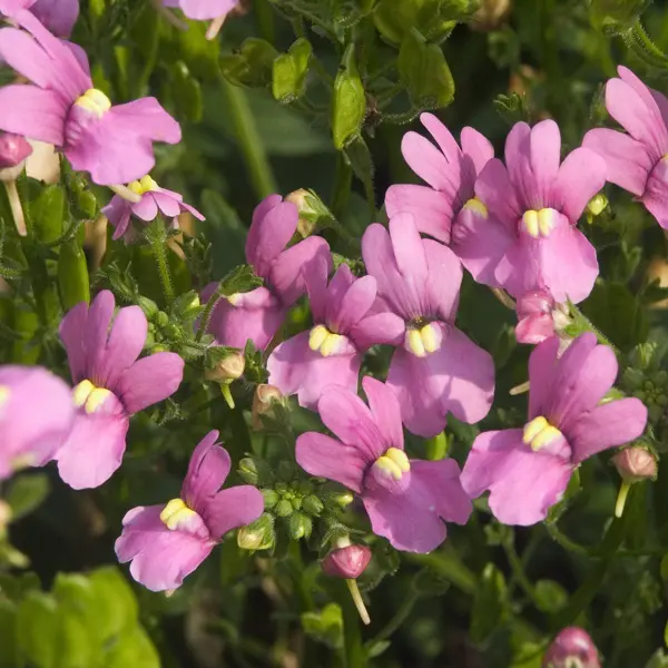 Nemesia Pink Nemesia Pink