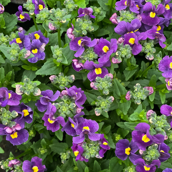 Nemesia Purple Nemesia Purple