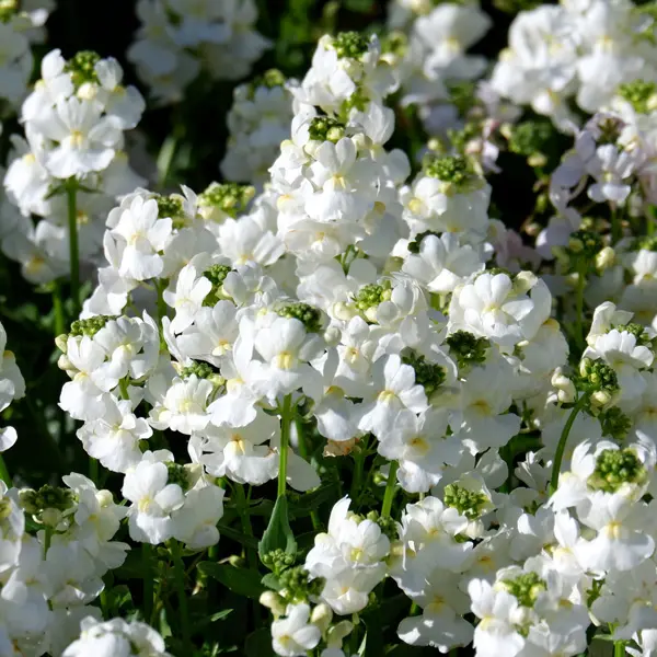Nemesia White Nemesia White