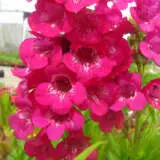 Penstemon Rose Robin P68penrro - Garden Express Australia