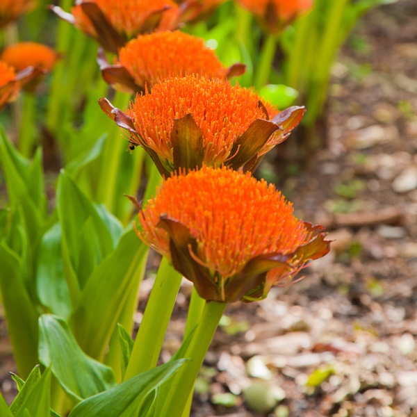 Scadoxus Paintbrush Lily Scadoxus Paintbrush Lily