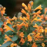 Agastache Arizona Sandstone P68agaast - Garden Express Australia
