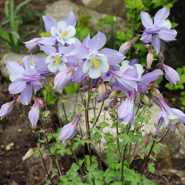 Aquilegia Origami Mauve