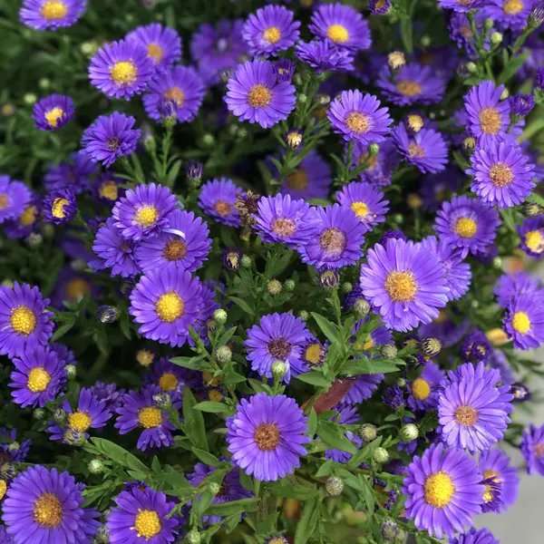 Aster Samoa Aster Samoa