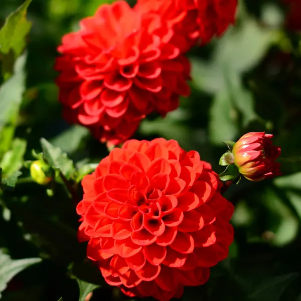 Dahlia Grandalia Dark Red Dahlia Grandalia Dark Red