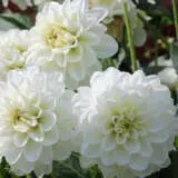 Dahlia Grandalia White P68dahgwh - Garden Express Australia