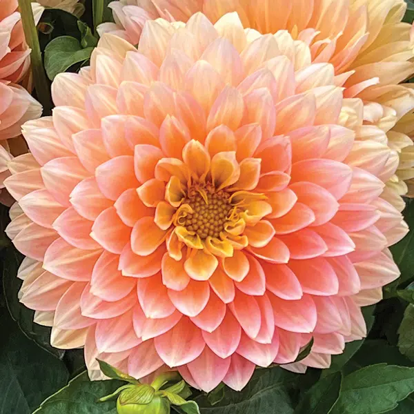 Dahlia Lubega Xl Peach Dahlia Lubega Xl Peach