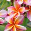 The Ultimate Growing Frangipani Guide Frangipani Hawaiian Sunset P12frahsu - Garden Express Australia