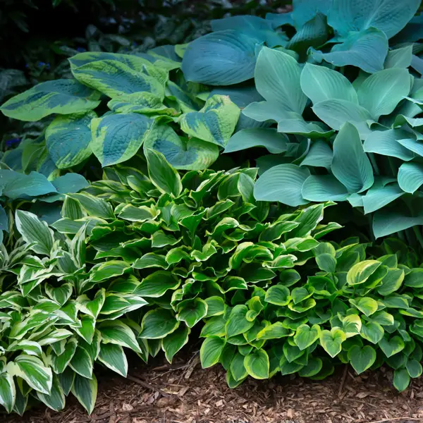 Hosta Lucky Dip Collection Hosta Lucky Dip Collection